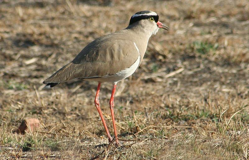 frieda 015.jpg - . Algemene standvoël Roep: Lawaaierige spesie wat bedags of snags 'n harde kras "kreep" -roep maak.